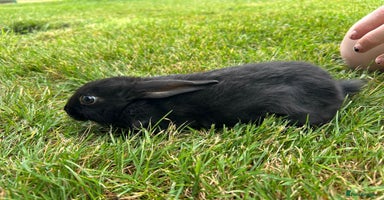 New Zealand rabbits - Advert 16