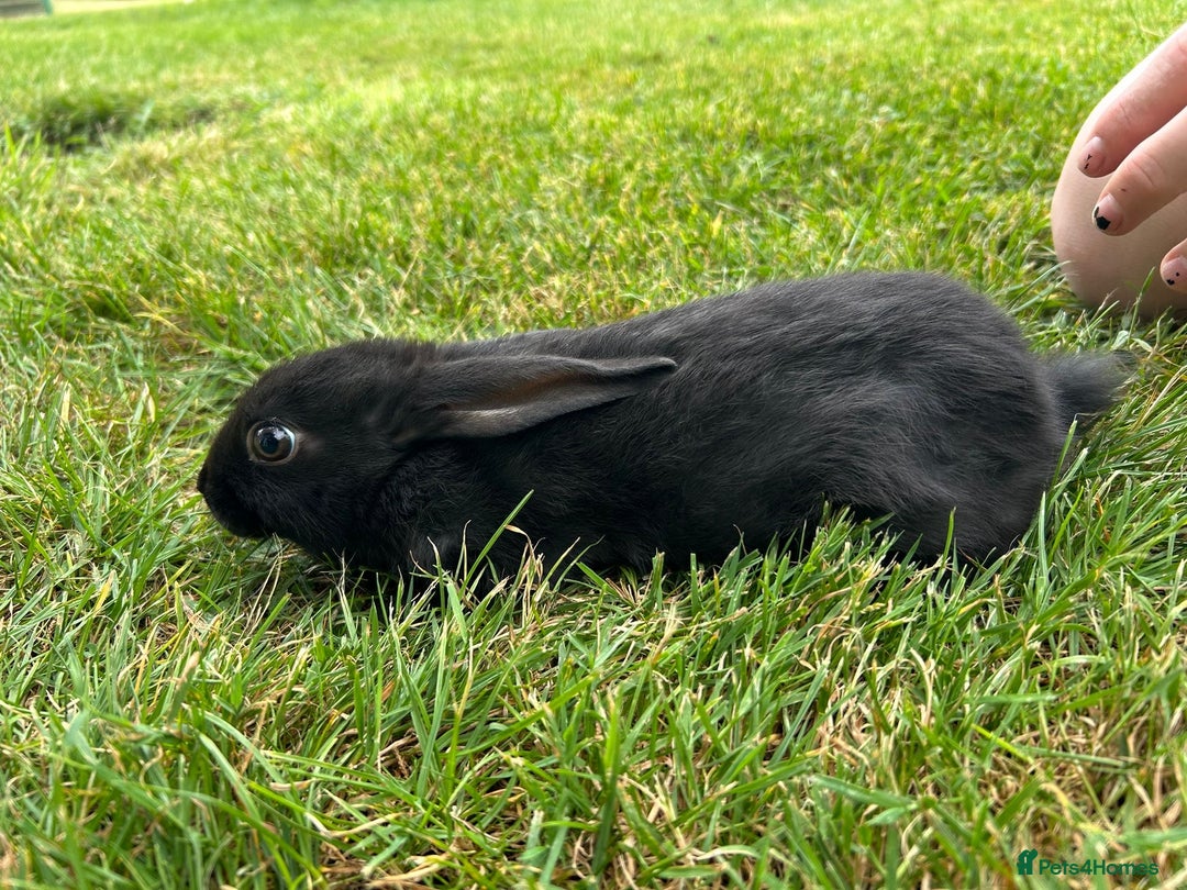 New Zealand rabbits for sale: New Zealand X Harlequin Rabbits- Mixed Litter of 6 - Image 3