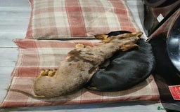 Miniature Dachshund dogs for stud: Miniature chocolate dapple mink dachshund stud dog - Image 18