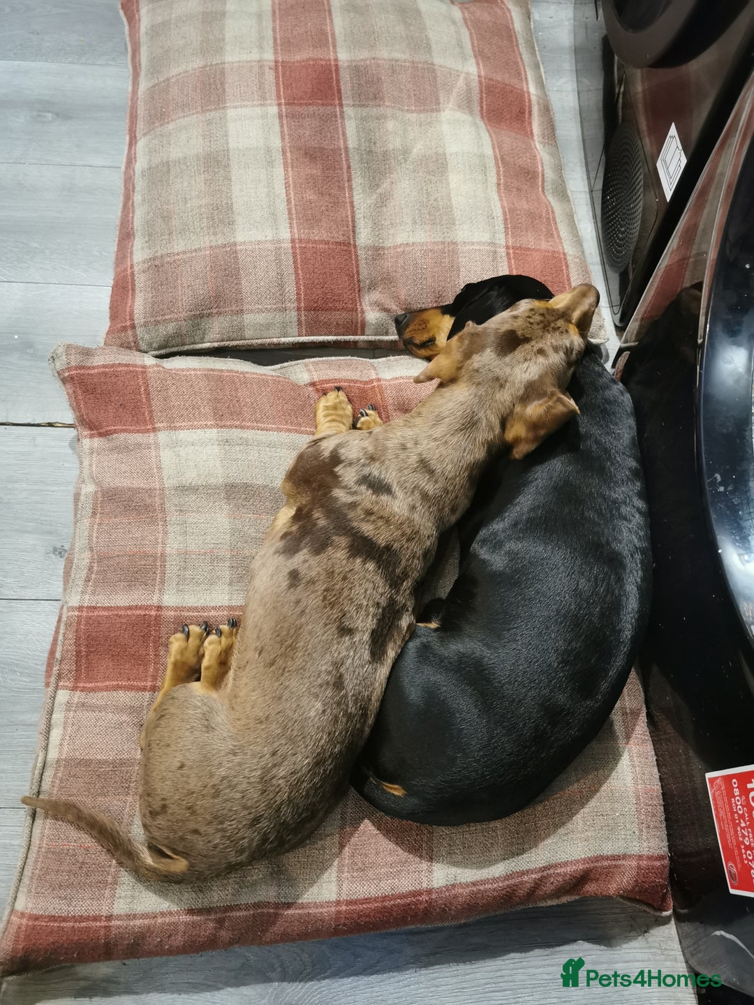 Miniature Dachshund dogs for stud: Miniature chocolate dapple mink dachshund stud dog - Image 18