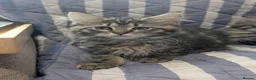 Maine Coon cats for sale: 4 x Maine coone x ragdoll kittens  - Advert 12