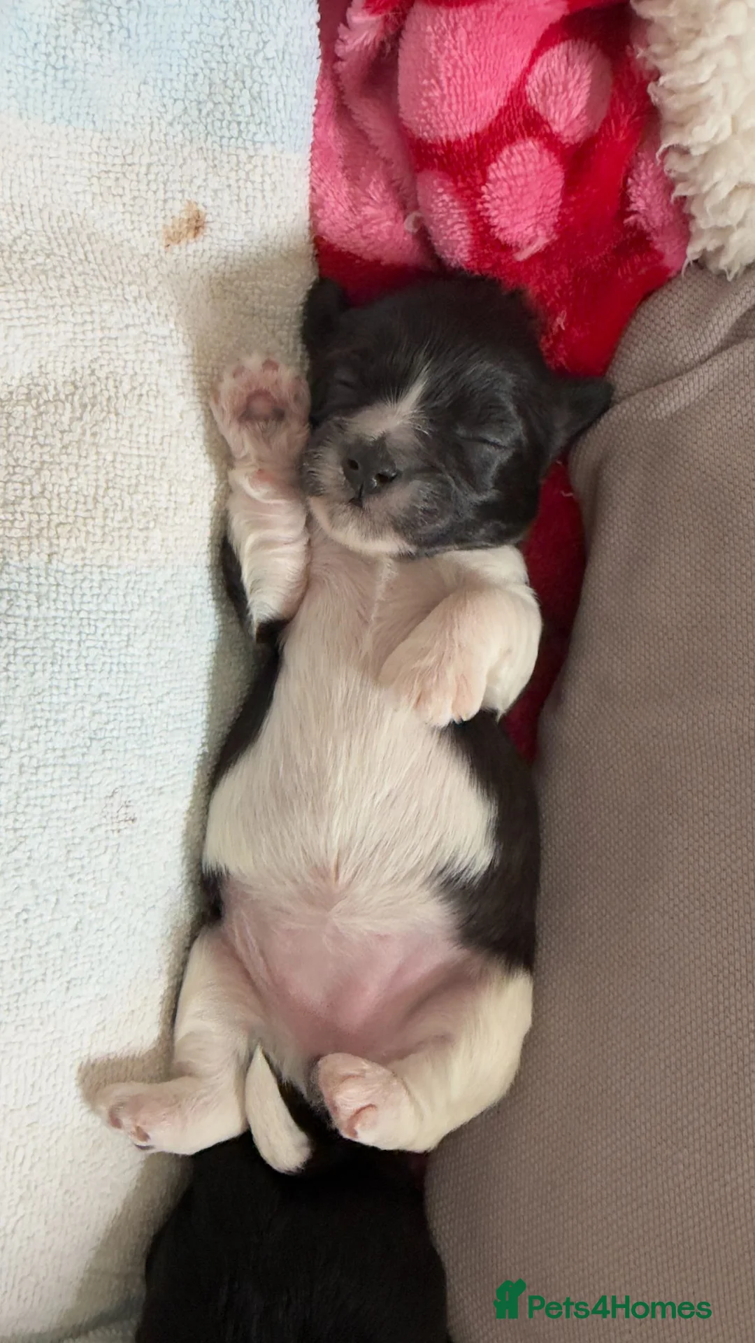 Mixed Breed dogs for sale: Adorable Pomchi mix with Coton de Tulear puppies in York - Advert 38