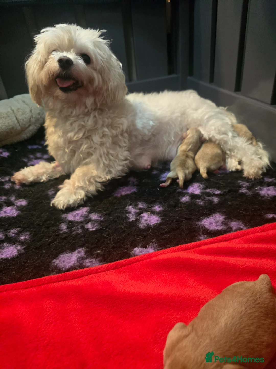 Maltipoo dogs for sale: Stunning f1 Maltipoos only 1 left  - Advert 12