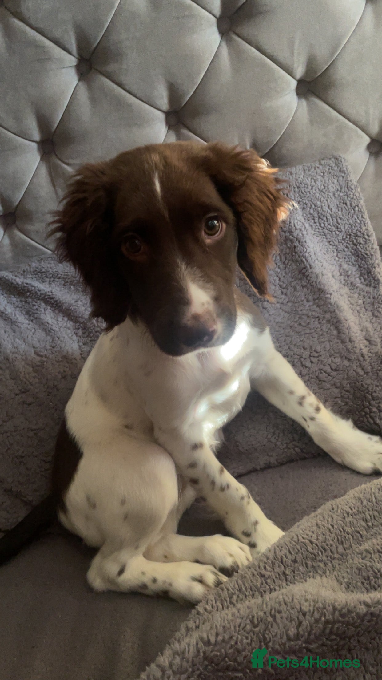 English Springer Spaniel dogs 4 month old female springer spaniel  in Taunton - Advert 1
