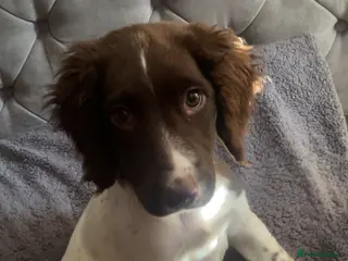 English Springer Spaniel dogs 4 month old female springer spaniel in Taunton - Advert 1