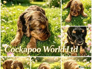 Cockapoo dogs DNA CLEAR,F1 Cockapoos, Ready 18th September - Advert 10