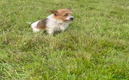 Mixed Breed dogs for sale: Sealyham x Jack Russell - Image 14