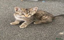 Mixed Breed cats for sale: READY NOW gorgeous brown tabby female kittens   in Ware - Image 5