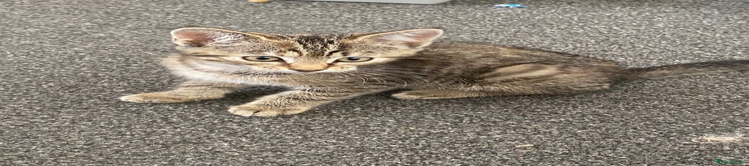 Peanut