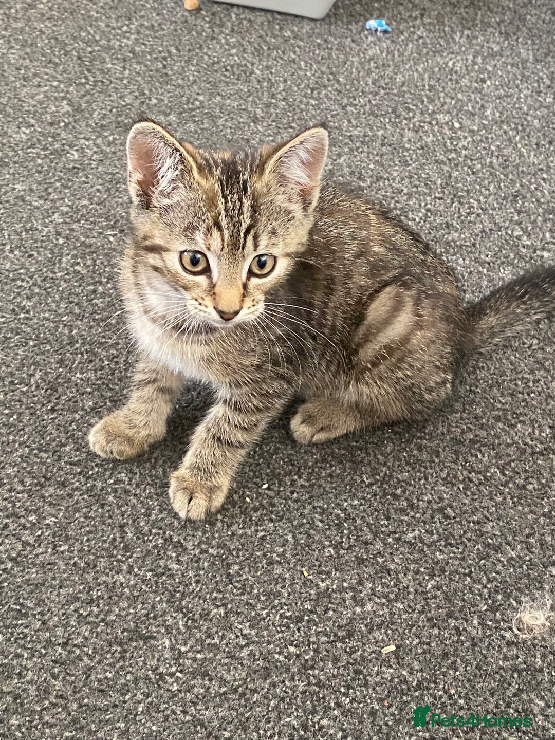 Mixed Breed cats for sale: READY NOW gorgeous brown tabby female kittens   in Ware - Image 5