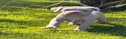 Cane Corso dogs for sale: 5 Towns Corsos Spring litter  - Advert 11