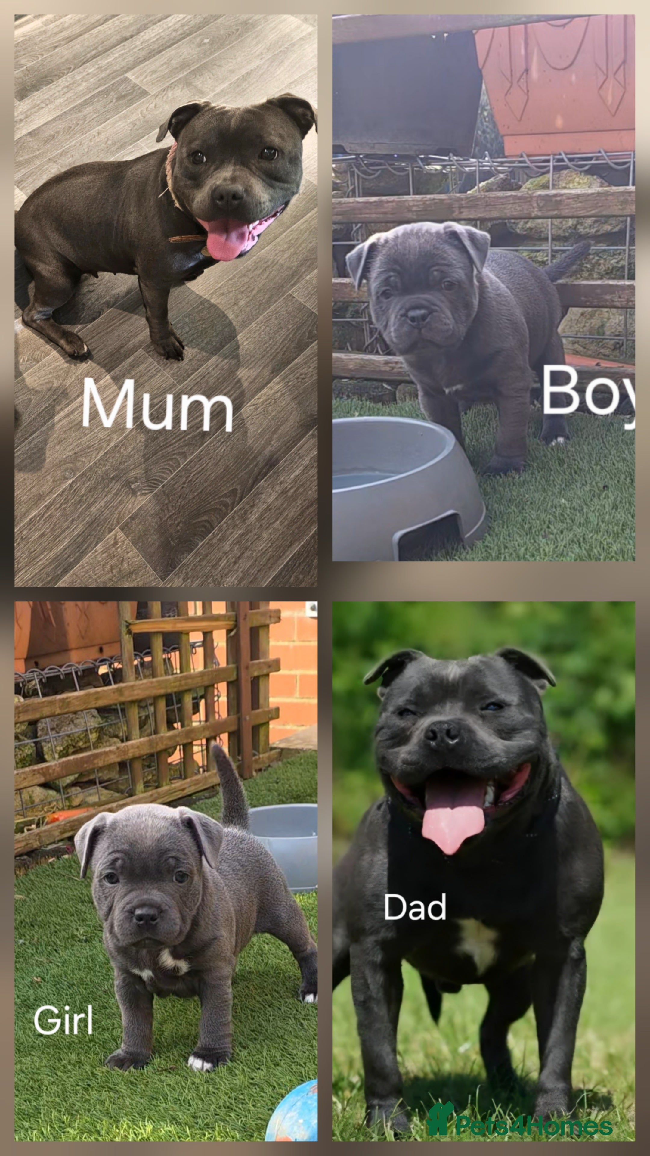 Staffordshire Bull Terrier dogs KC Reg. Staffordshire Bull Terrier  1Boy & 1Girl  - Advert 6