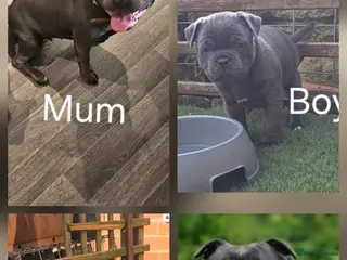 Staffordshire Bull Terrier dogs KC Reg. Staffordshire Bull Terrier 1Boy & 1Girl - Advert 6