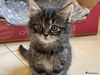 Mixed Breed cats 3 adorable kittens for sale - Advert 1