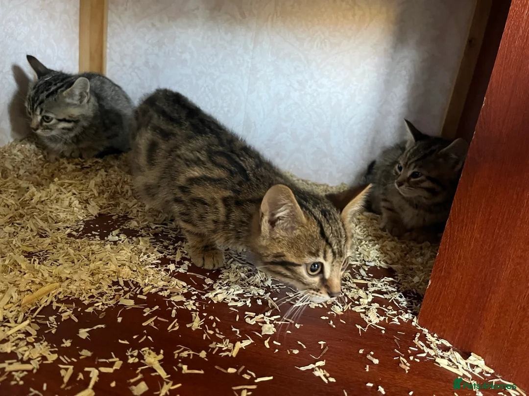 Mixed Breed cats for sale: Beautiful Half Bengal Kittens – £150 Each - Advert 3