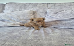 Chihuahua dogs for sale: Stunning Russian lines, Long haired Chihuahuas  - Image 10