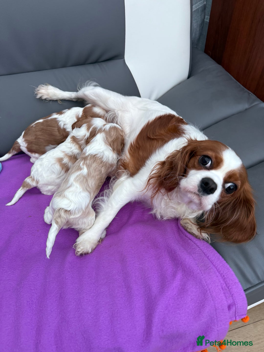 Cavalier King Charles Spaniel dogs for sale: Adorable Cavalier King Charles Spaniel  - Advert 17