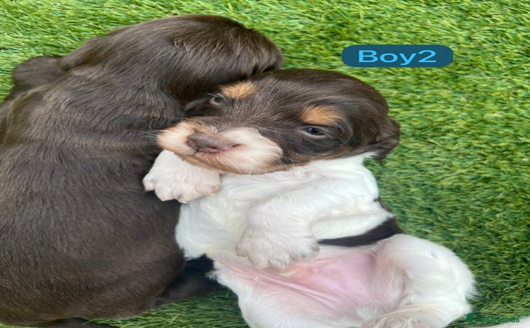 Cockapoo dogs - Advert 11