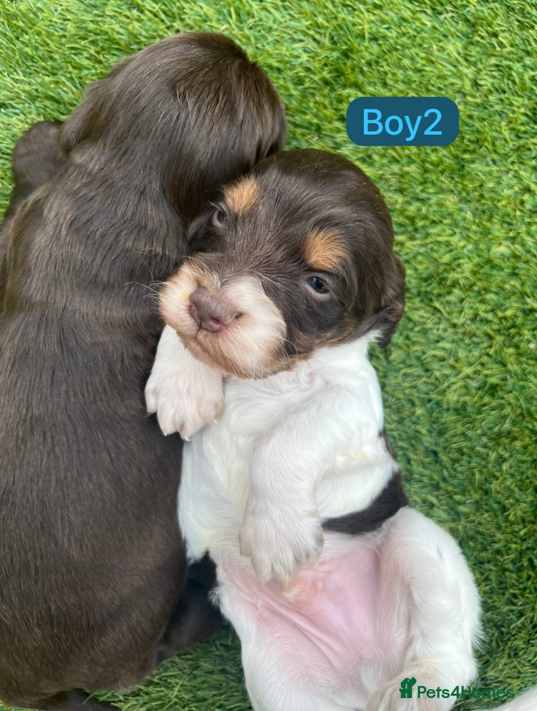 Cockapoo dogs for sale: F1B puppies - Image 1
