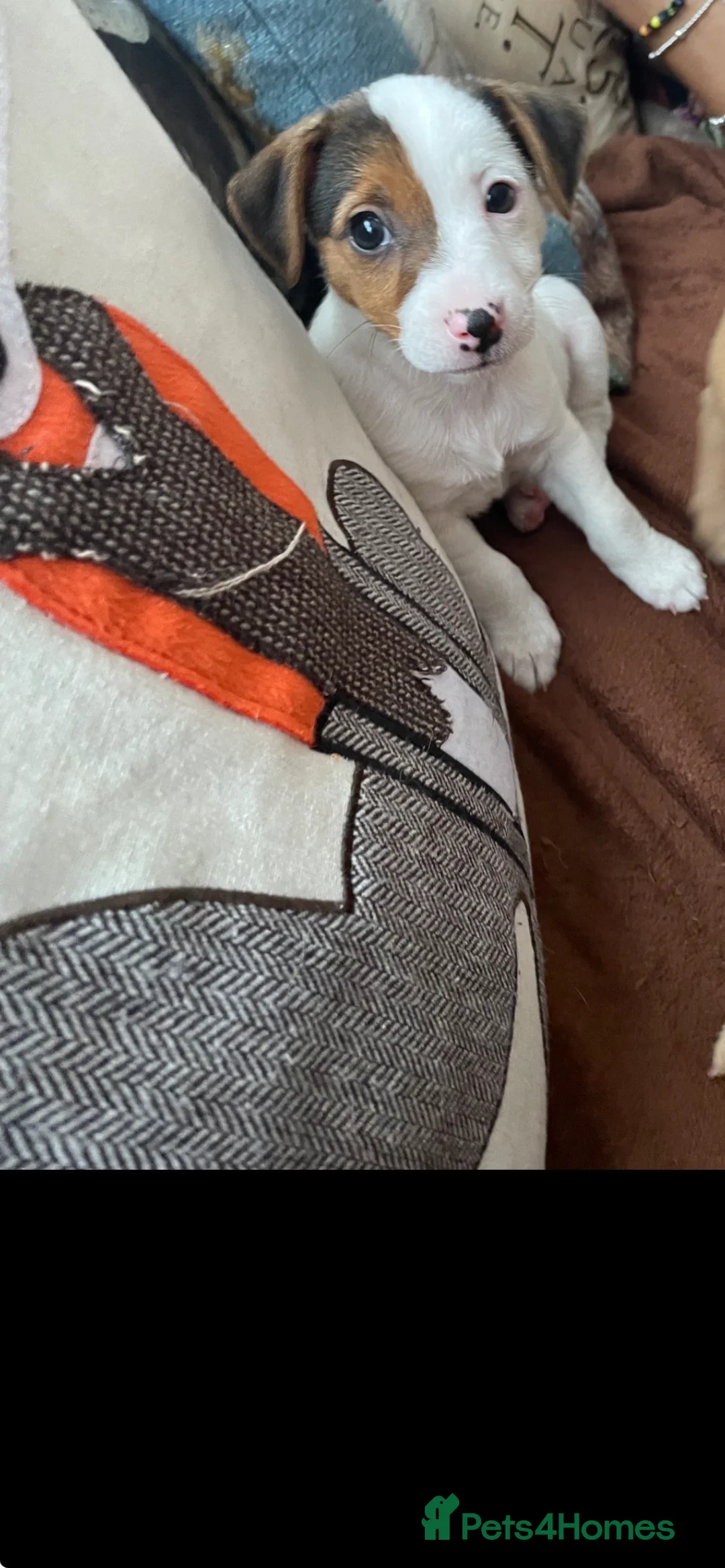 Jack Russell dogs for sale: Jack Russel puppy - Advert 6