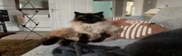 Ragdoll cats for sale: Male ragdoll looking for loving home - Advert 9