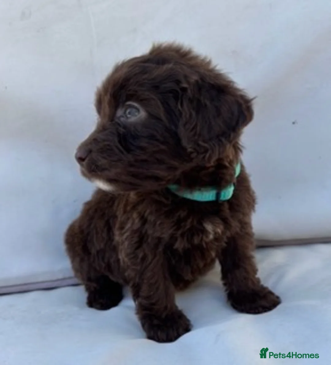 Cockapoo dogs for sale: BEAUTIFUL F1 COCKAPOO PUPPIES - Advert 16