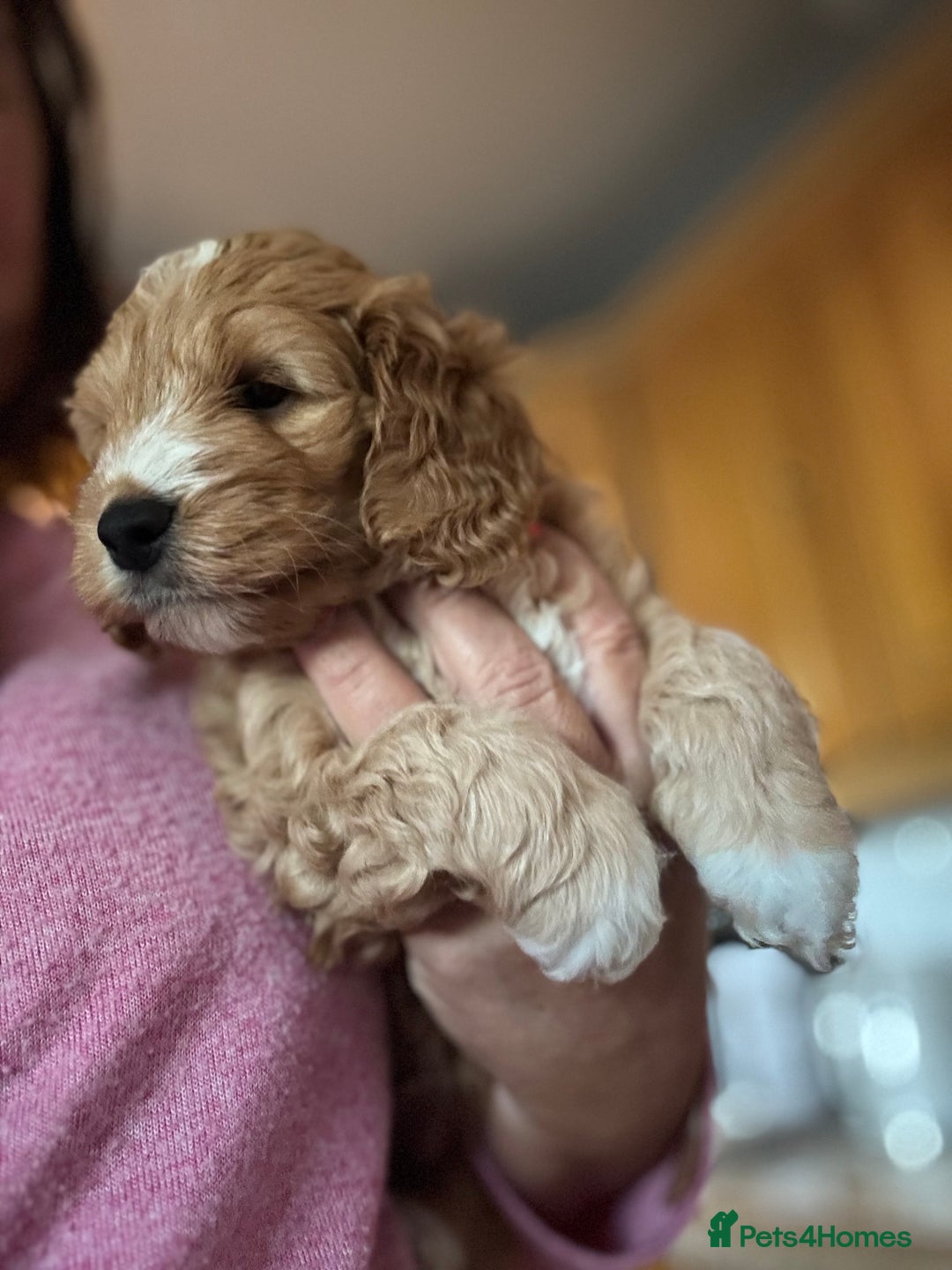 Mixed Breed dogs for sale: home grown golden doodle / cockerpoo  - Image 19