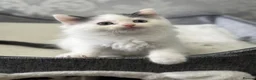 Ragdoll cats for sale: Beautiful Ragdoll Kittens  - Advert 17