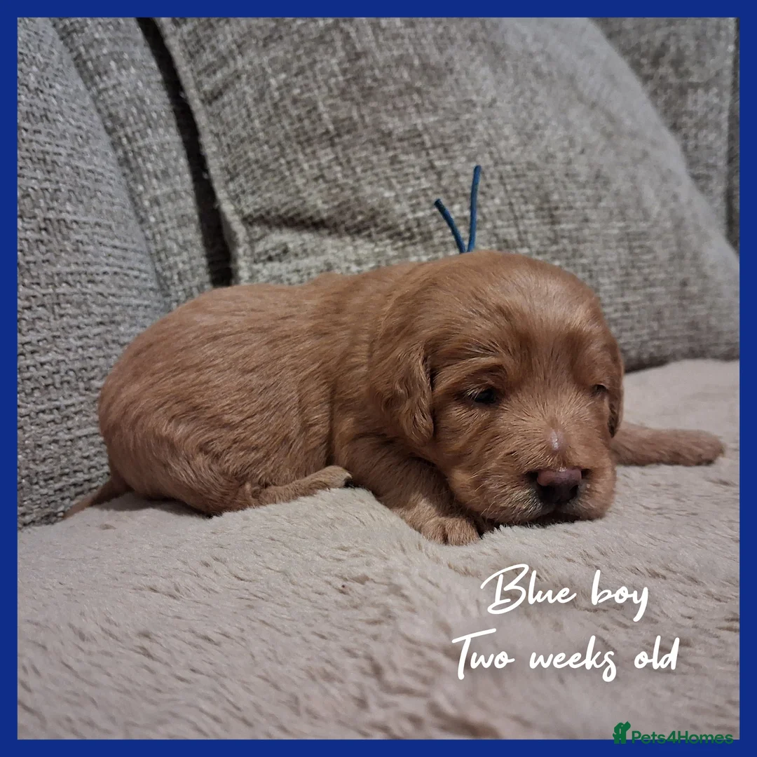 Labradoodle dogs for sale: Miniature F1b Labradoodles in Stevenage - Advert 5