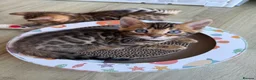 Bengal cats for sale: ✨ Pedigree Rosetted Bengal Kittens - Ready Soon✨ - Advert 28