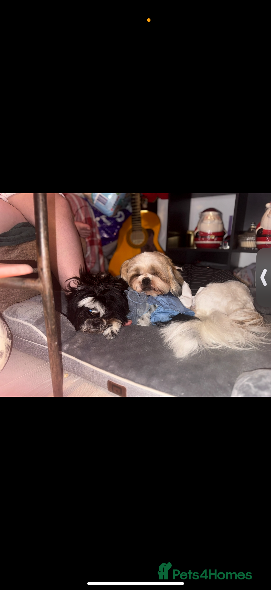 Shih Tzu dogs for sale: ShihTzu Newborn Puppies 💕Home-Raised & Well-Loved - Advert 24