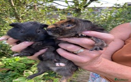 Guinea Pig rodents for sale: 2 gorgeous male Guinea pigs - Image 7