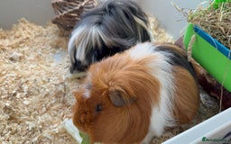 Guinea Pig rodents for sale: 2 male Guinea pigs Grinch(dark & Max(brown) - Image 2