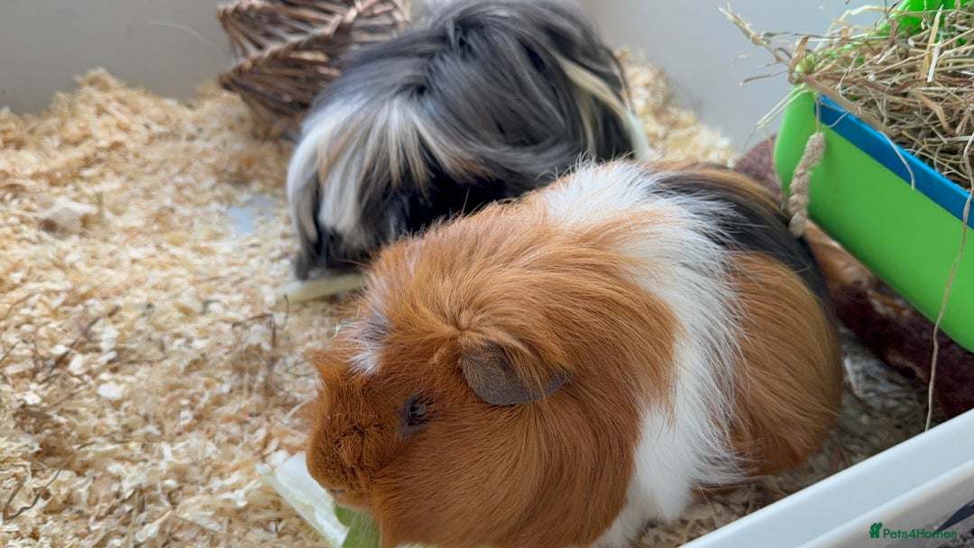 Guinea Pig rodents for sale: 2 male Guinea pigs Grinch(dark & Max(brown) - Image 2