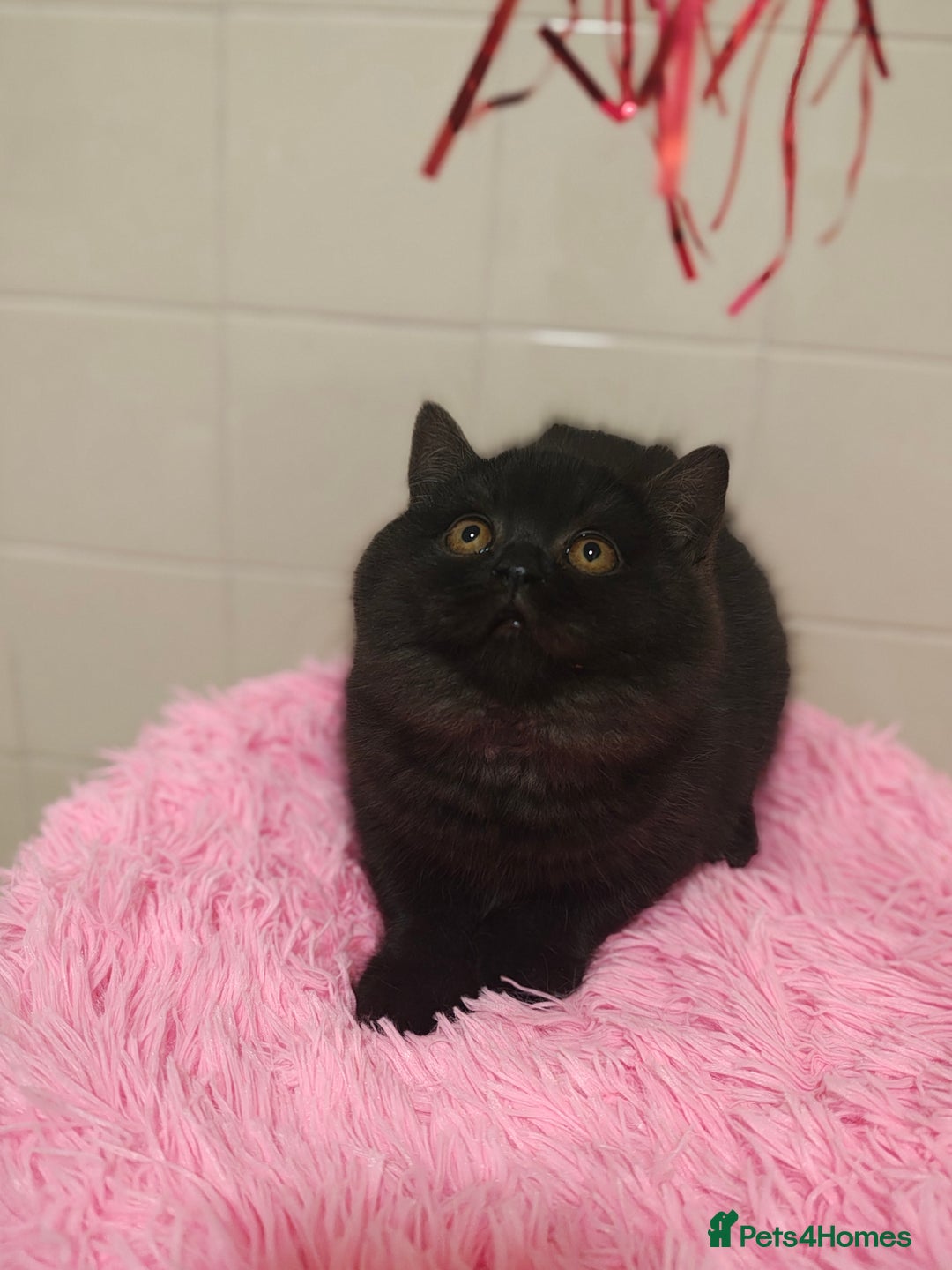 British Shorthair cats for sale: Last blue girl  BSH TICA  registered  - Advert 33