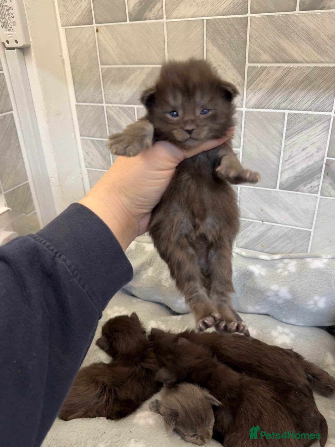 Maine Coon cats for sale: Black Smoke & Blue Smoke Maine Coon Kittens - Advert 11