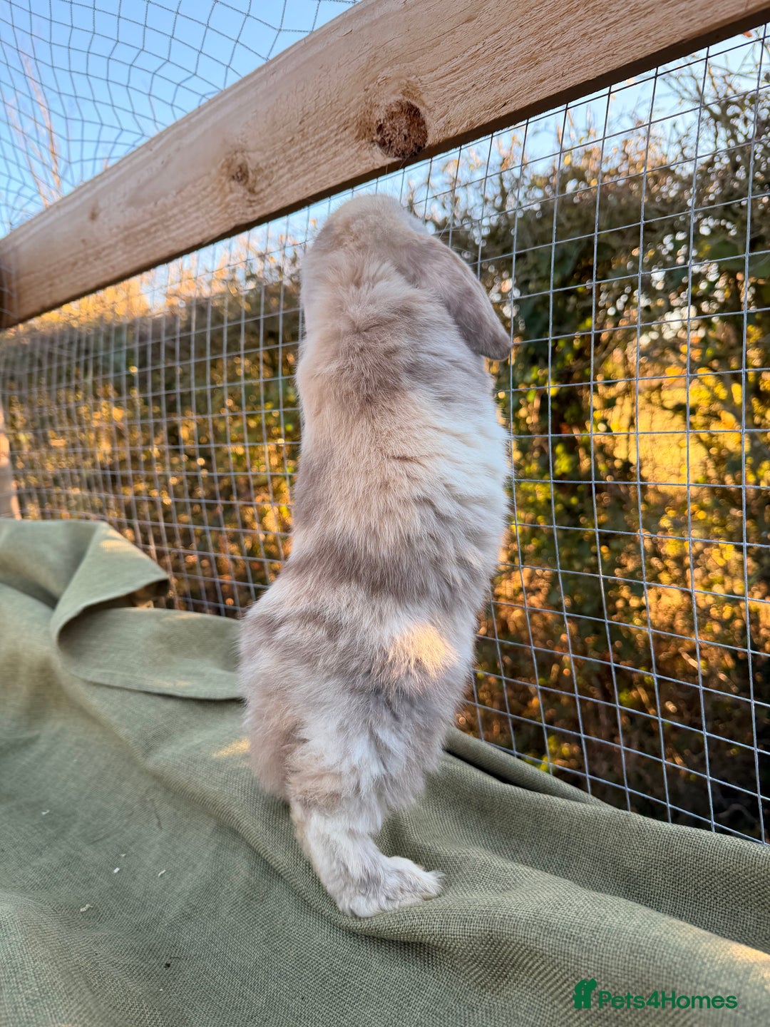 Mini Lop rabbits for sale: Mini Lop bunnies  - Advert 30