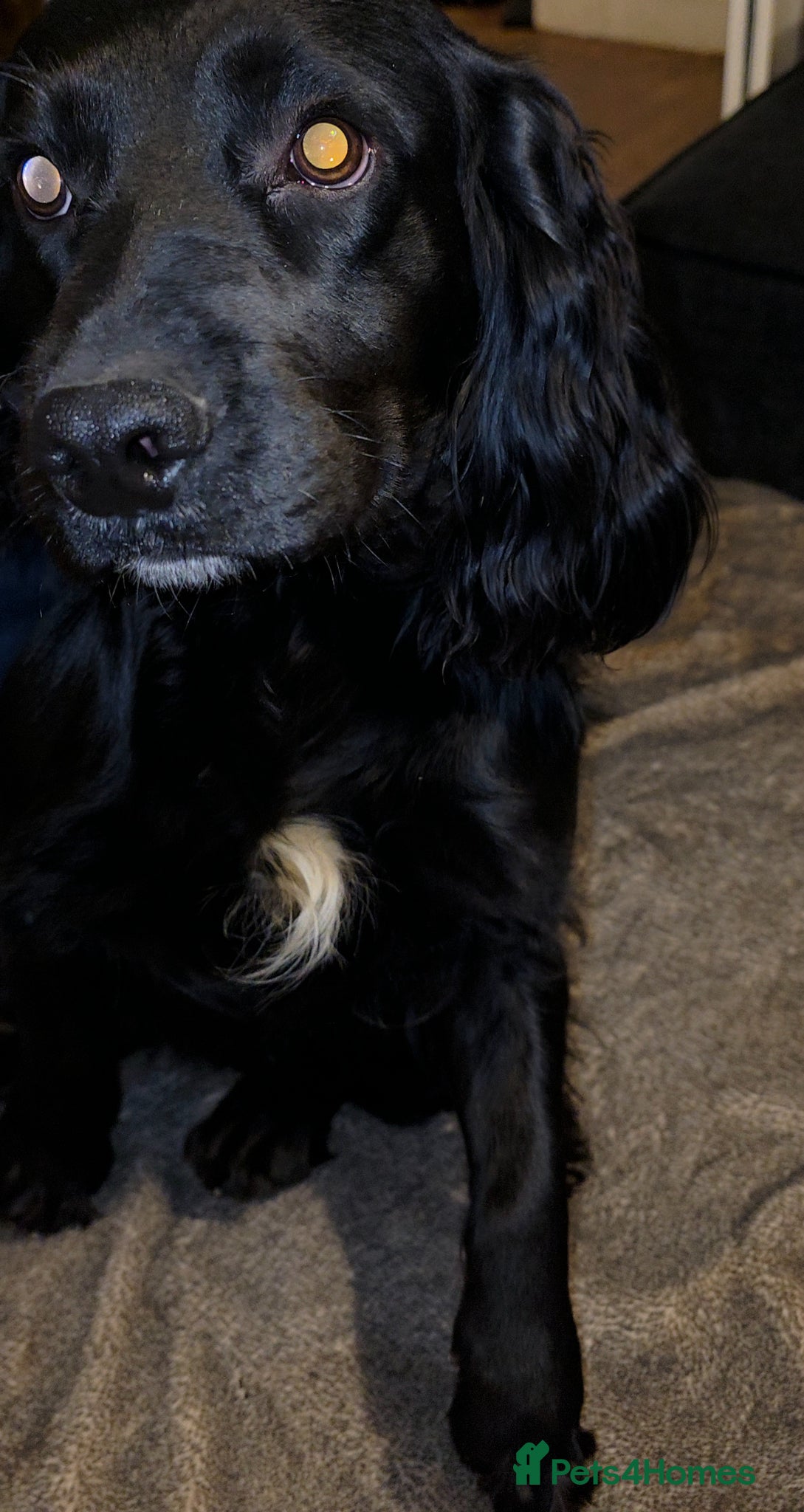 Cocker Spaniel dogs 1 year old needing a new home! - Advert 6