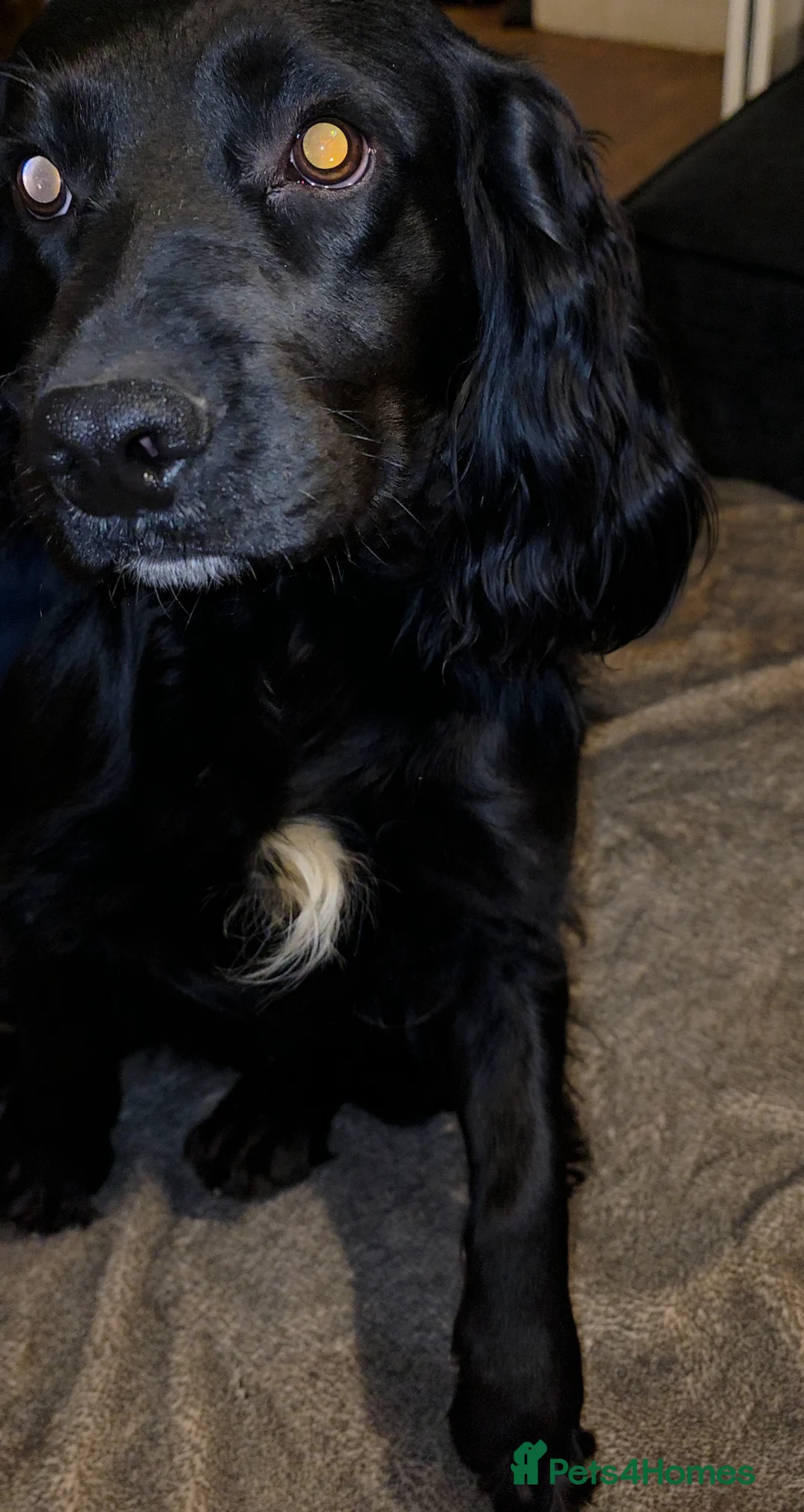 Cocker Spaniel dogs for sale: 1 year old needing a new home! - Advert 1