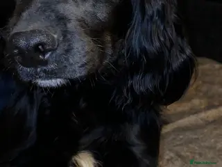 Cocker Spaniel dogs 1 year old needing a new home! - Advert 6