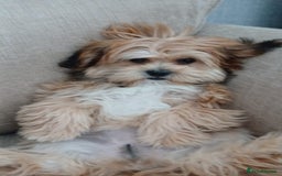 Shorkie dogs for sale: Beautiful Pixie needs forever home - Image 11