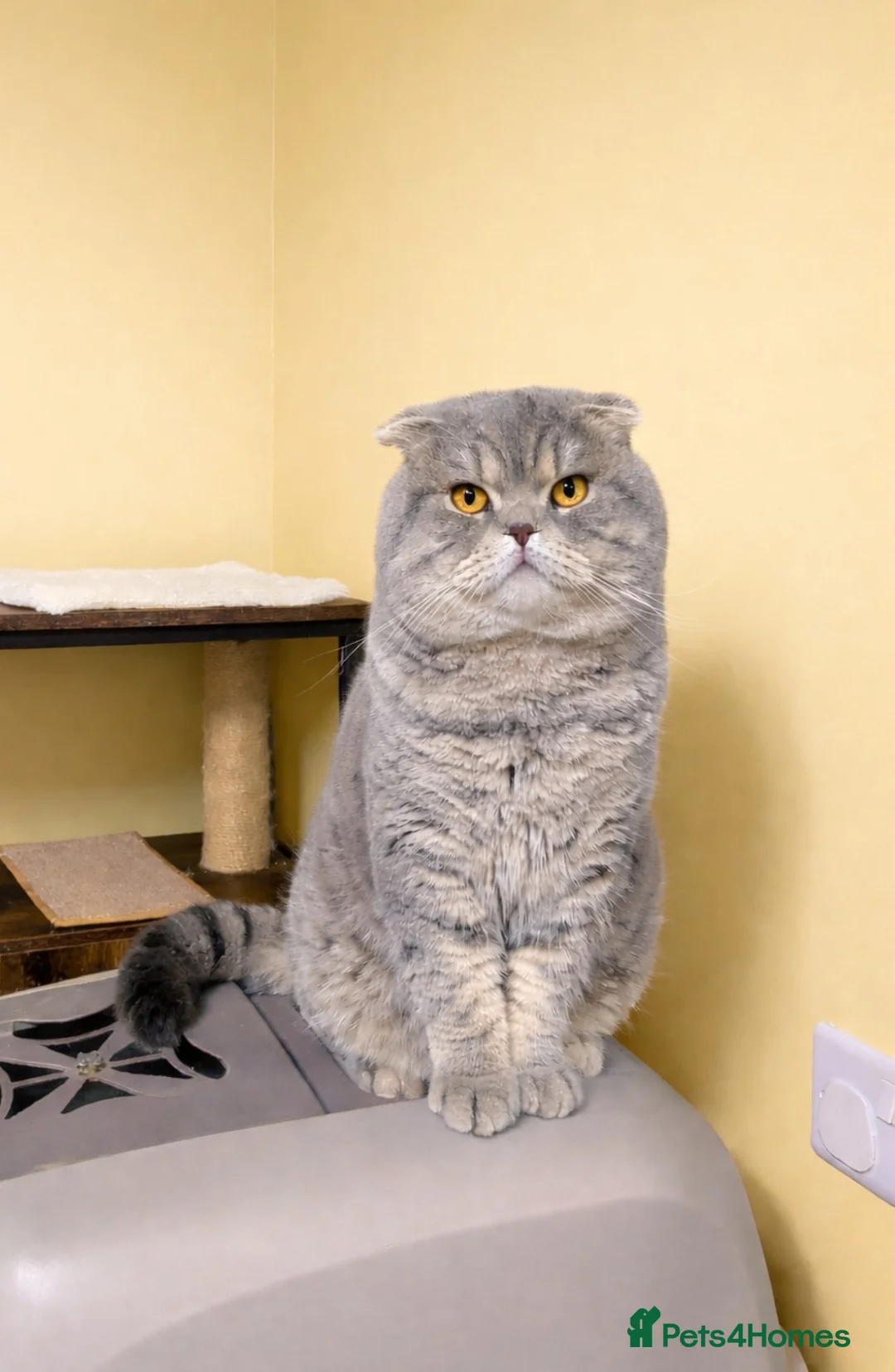 Scottish Fold cats for stud: A beautiful Scottish Fold boy for stud duties  - Advert 2