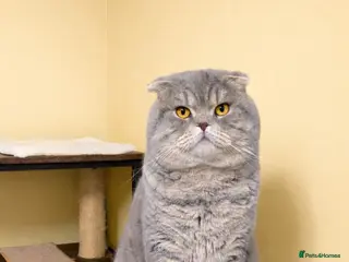 Scottish Fold cats A beautiful Scottish Fold boy for stud duties - Advert 5