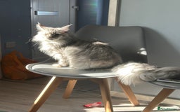 Maine Coon cats for sale: Active TICA Breeding Queen Maine Coon - Image 2