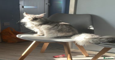 Maine Coon cats - Advert 10
