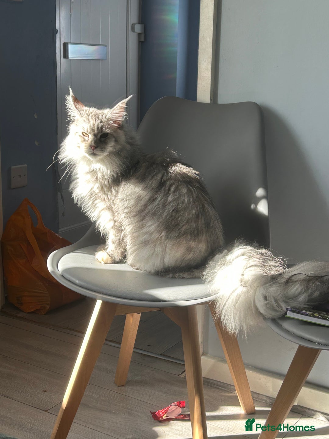 Maine Coon cats for sale: Active TICA Breeding Queen Maine Coon - Image 2