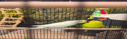Budgerigars birds for sale: Breeding couple with Cage and lots of accessories - Advert 3