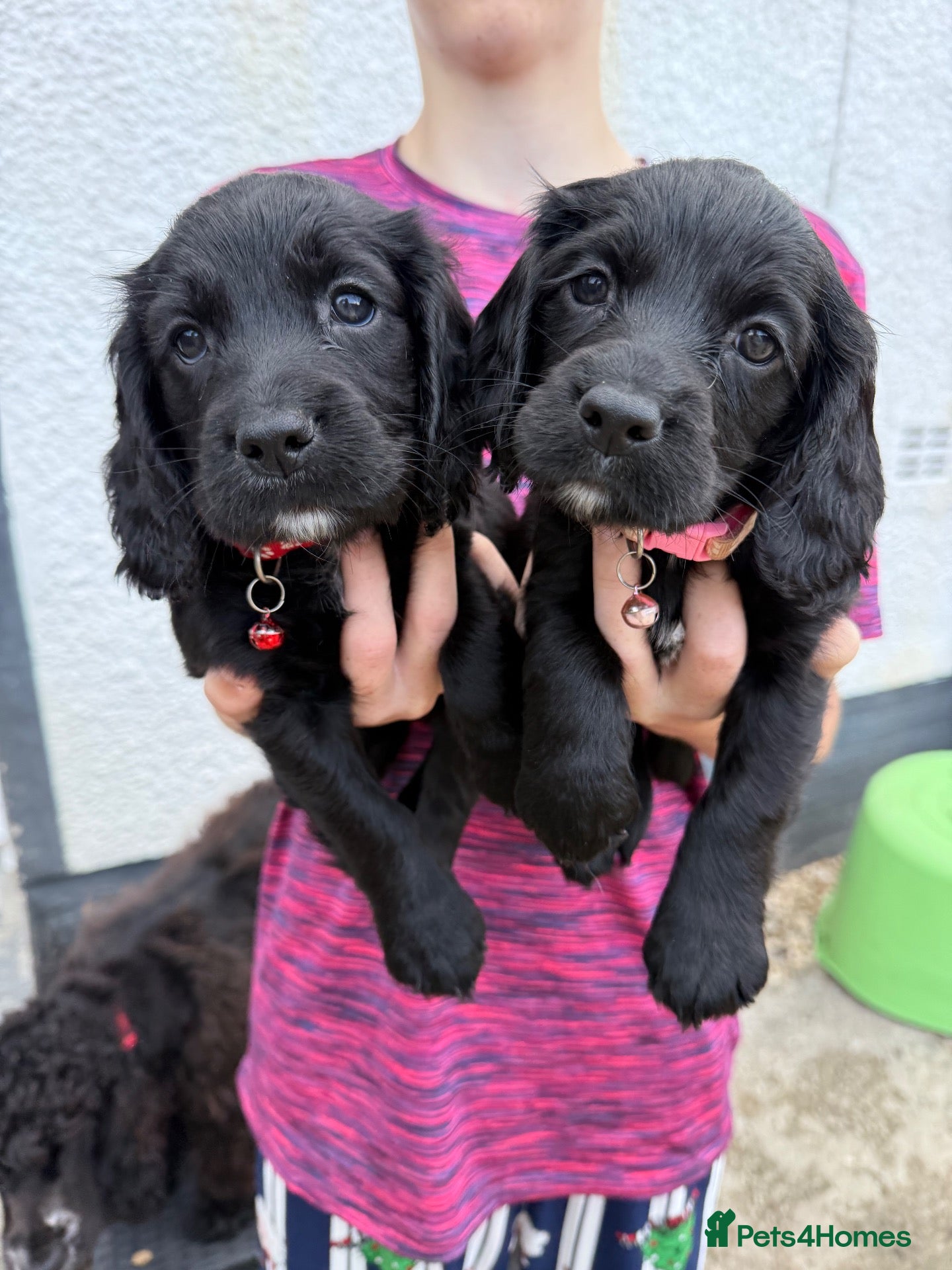 Cocker Spaniel dogs Cocker spaniels  - Advert 1