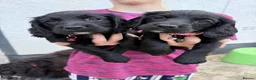 Cocker Spaniel dogs for sale: Cocker spaniels  - Advert 1