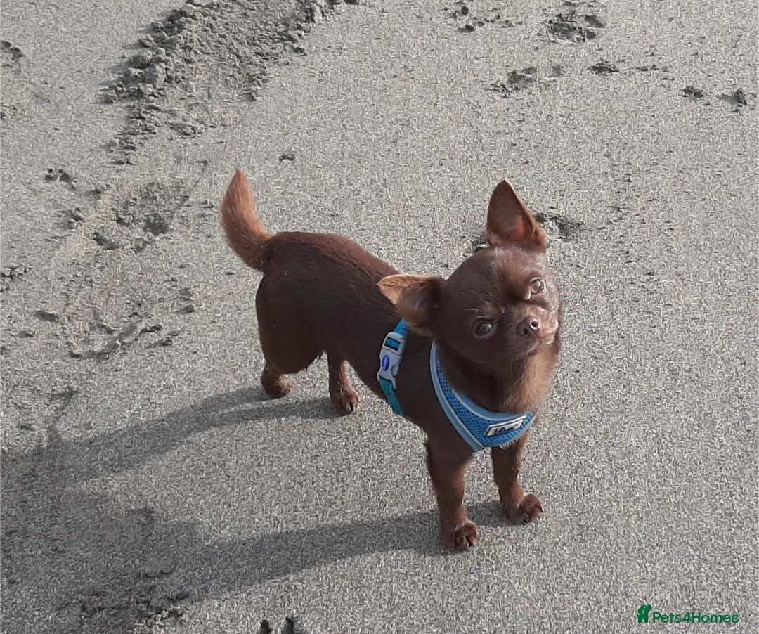 Chihuahua dogs for stud: FREDERICK VON LOVEHUNTER KC Champion heritage Stud in Chorley - Advert 17